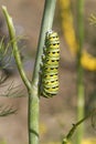 American Black Swallowtail Butterfly Caterpillar on Dill Weed Herb Plant Royalty Free Stock Photo