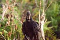 American Black vulture Coragyps atratus Royalty Free Stock Photo