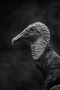 American Black Vulture - Coragyps atratus Royalty Free Stock Photo