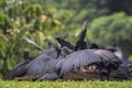 American Black Vulture - Coragyps atratus Royalty Free Stock Photo