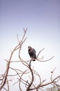 American Black vulture Coragyps atratus Royalty Free Stock Photo