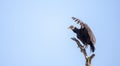 American Black vulture Coragyps atratus Royalty Free Stock Photo