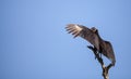 American Black vulture Coragyps atratus Royalty Free Stock Photo