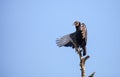 American Black vulture Coragyps atratus Royalty Free Stock Photo