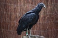 American black vulture (Coragyps atratus). Royalty Free Stock Photo