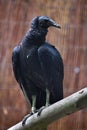 American black vulture (Coragyps atratus). Royalty Free Stock Photo