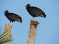 American Black Vulture pair Royalty Free Stock Photo