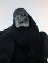 American Black Vulture Royalty Free Stock Photo