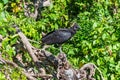 American black vulture sitting on on a branch in the Everglades National Park, Florida Royalty Free Stock Photo