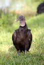 American black vulture sitting in the grass - Everglades National park - Florida - USA Royalty Free Stock Photo
