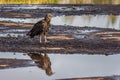 American black vulture on Trinidad pitch lake. The black vulture Coragyps atratus is a large bird of prey. The Pitch Lake La Royalty Free Stock Photo