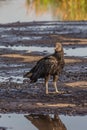 American black vulture on Trinidad pitch lake. The black vulture Coragyps atratus is a large bird of prey. The Pitch Lake La Royalty Free Stock Photo