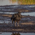 American black vulture on Trinidad pitch lake. The black vulture Coragyps atratus is a large bird of prey. The Pitch Lake La Royalty Free Stock Photo