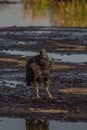 American black vulture on Trinidad pitch lake. The black vulture Coragyps atratus is a large bird of prey. The Pitch Lake La Royalty Free Stock Photo