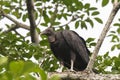 American black vulture (Coragyps atratus) perched atop a sturdy tree branch Royalty Free Stock Photo