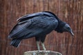 American black vulture (Coragyps atratus). Royalty Free Stock Photo