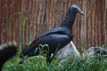 American black vulture (Coragyps atratus). Royalty Free Stock Photo