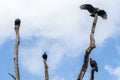 American black vultures Coragyps atratus perched on dead tree branches - Florida, USA Royalty Free Stock Photo