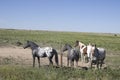American black and white horses on Prairie
