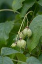 American bladdernut Staphylea trifolia, bladder-like, teardrop-shaped fruits