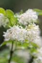 American bladdernut, Staphylea trifolia, pendant white flowers