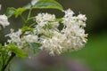 American bladdernut, Staphylea trifolia, flowering shrub natural habitat