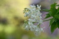American bladdernut, Staphylea trifolia with white flowers