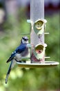 American Blue Jay on feeder Royalty Free Stock Photo