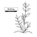 American or blue skullcap (Scutellaria lateriflora). Line art drawing.