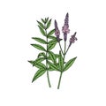 American blue vervain Verbena hastata. Vector hand draw sketch