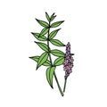 American blue vervain Verbena hastata. Vector hand draw sketch