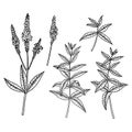 American blue vervain Verbena hastata. Vector hand drawn outline sketch