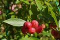 American blueberry `Pink Lemonade` is an extraordinary and unique variety which, as the name suggests, ripens in a light pink