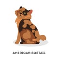 American bobtail breed. A beautiful cute cat