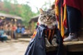 American Bobtail Cat Dressed As A Wizard At Work