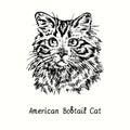 American Bobtail Cat face portrait. Ink black and white doodle drawing