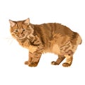 american bobtail cat illustration