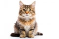 American Bobtail Cat Sitting On A White Background