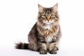 American Bobtail Cat Stands On A White Background