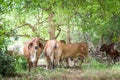 American Brahman cattle in abundant natural farms