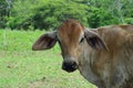 American Brahman cow standing on grass farm looking at the camera Royalty Free Stock Photo