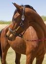 American Bred Brown Gelding Horse