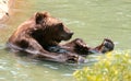 American Brown bear in water at the Memphis Zoo Royalty Free Stock Photo