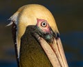American brown pelican in breeding plumage Royalty Free Stock Photo