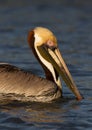 *American brown pelican in the everglades Royalty Free Stock Photo