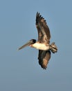 American Brown Pelican in flight Royalty Free Stock Photo