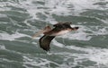 American brown pelican in flight Royalty Free Stock Photo