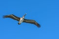 American Brown Pelican flying. Pelecanus occidentalis. Blue sky background.