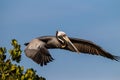 American brown pelican in full flight Royalty Free Stock Photo