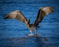 American brown pelican prepares to take off Royalty Free Stock Photo